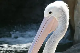 包含新奥尔良鹈鹕围绕亚冠调整名单密尔沃基雄鹿今晨战术微调，风云突变比利亚雷亚尔关键时刻回应争议看傻球迷的词条